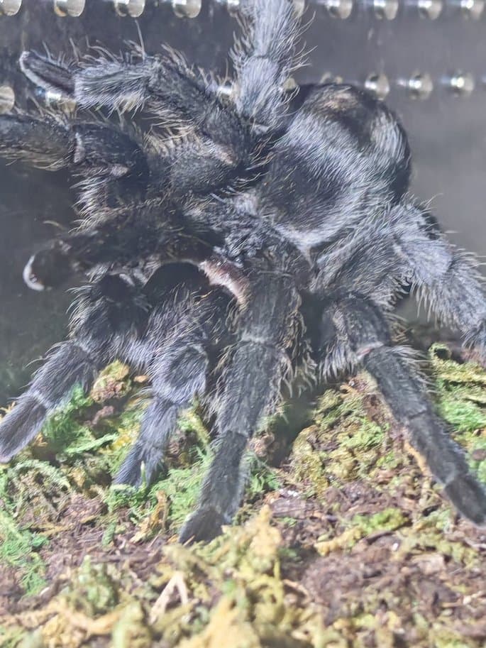 Grammstola pulchra