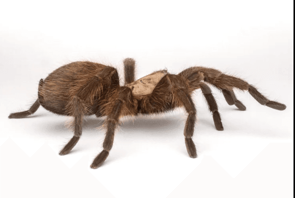 Suche Aphonopelma hentzi