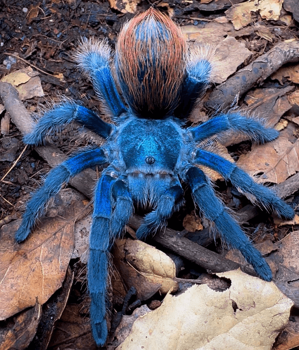 Suche Aphonopelma mooreae Weibchen