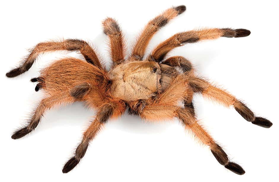 Suche Aphonopelma moderatum
