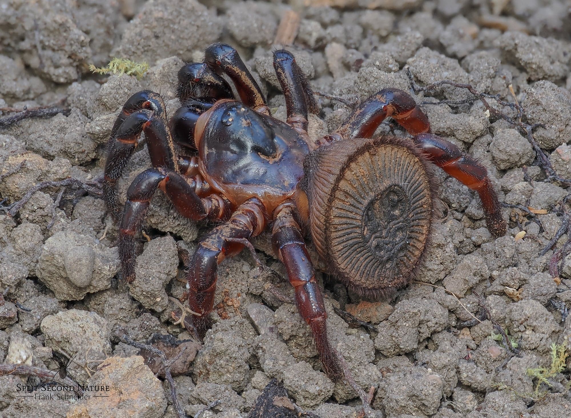 Cyclocosmia sp. Vietnam