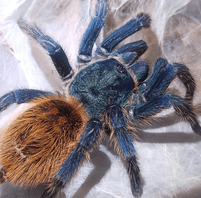 Chromatopelma cyaneopubescens