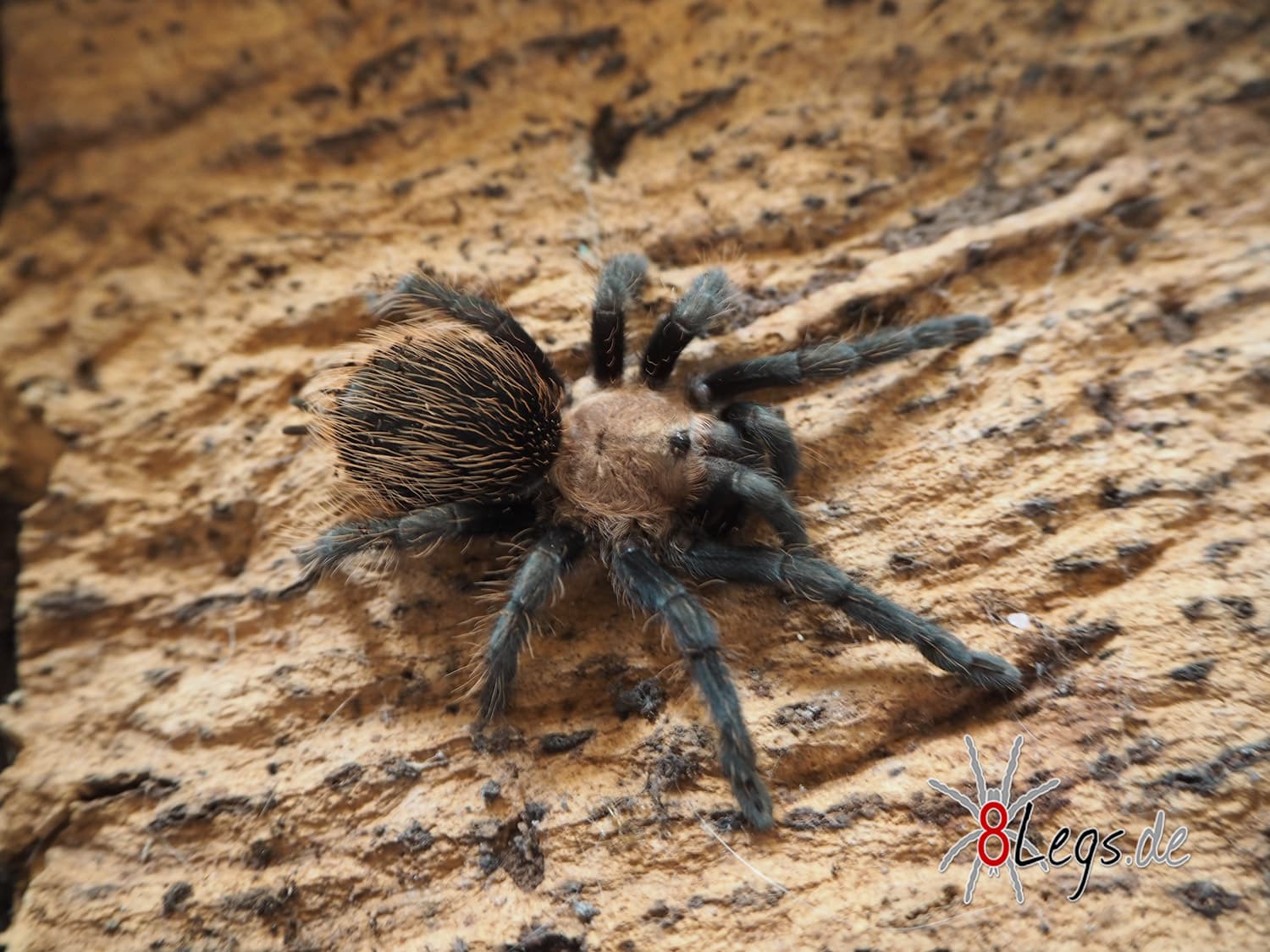 Aphonopelma spec. Oaxaca