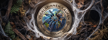 vogelspinnen.kaufen – Marktplatz für Vogelspinnen